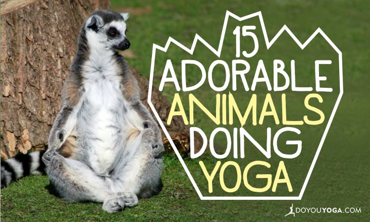 Page 20 | Animals Doing Yoga Images - Free Download on Freepik