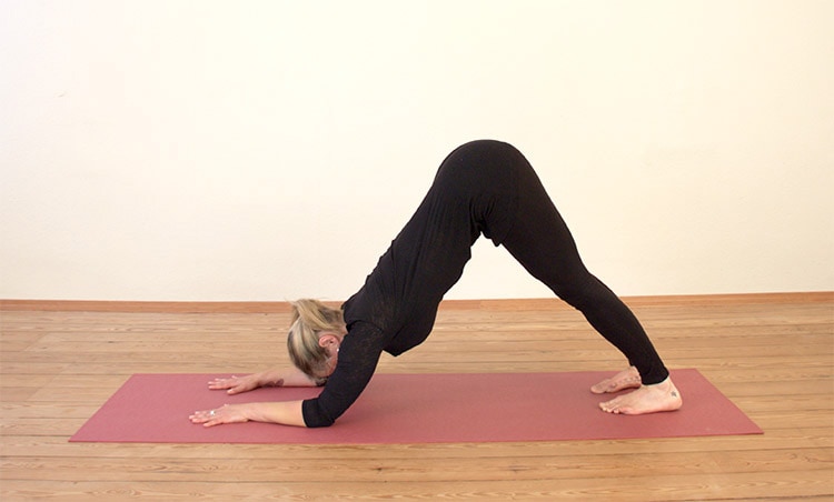 Shanti Hot Yoga - Pose of the Month: Dolphin Pose (Ardha Pincha Mayurasana)  Dolphins are considered many things, including bubbly, creative, playful,  and fun-loving. They are well known for their desire to