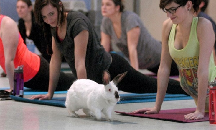 Bunny Yoga: Exercise classes with rabbits raise awareness of